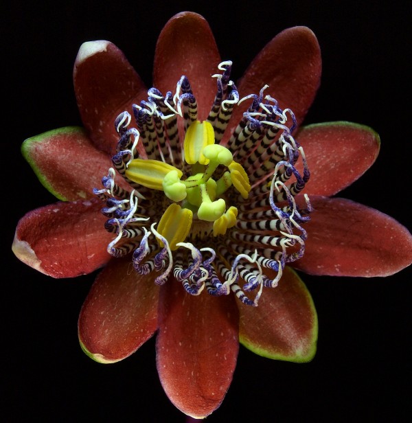 passion flower photoshop picture